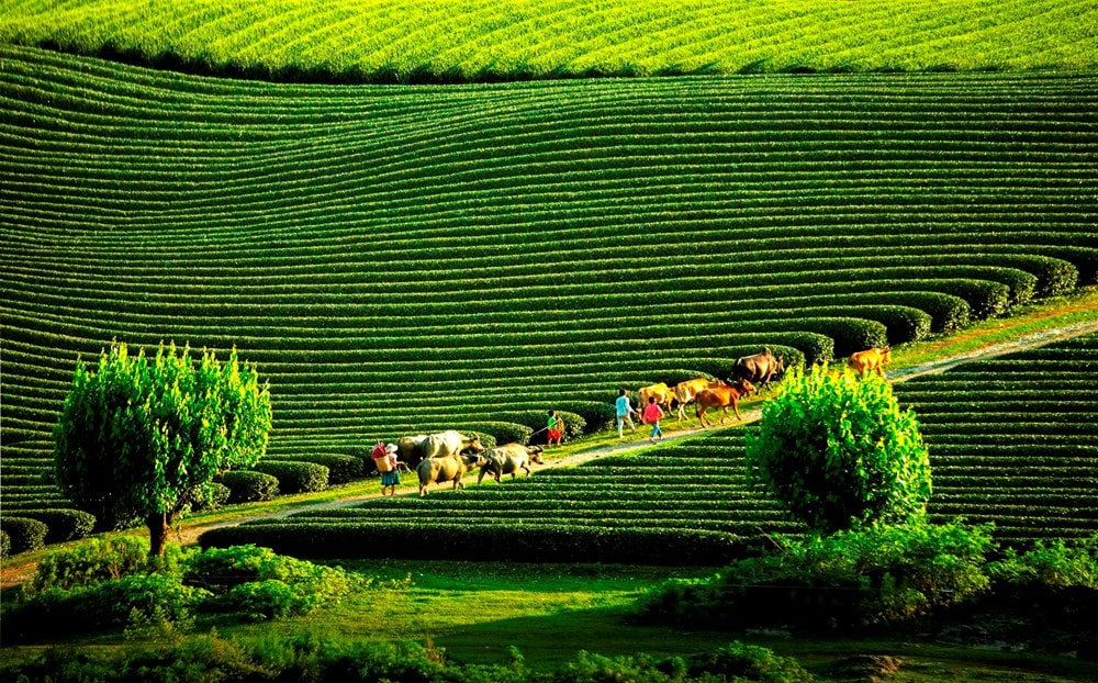 Tips To Drive Motorbike To Moc Chau In 2-3 Days