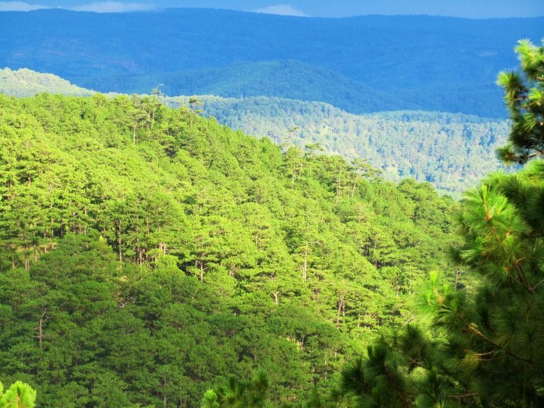 The Pine Tree Road | Motorbike Guide