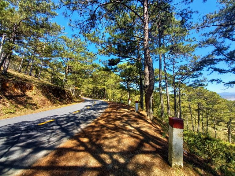 The Pine Tree Road | Motorbike Guide