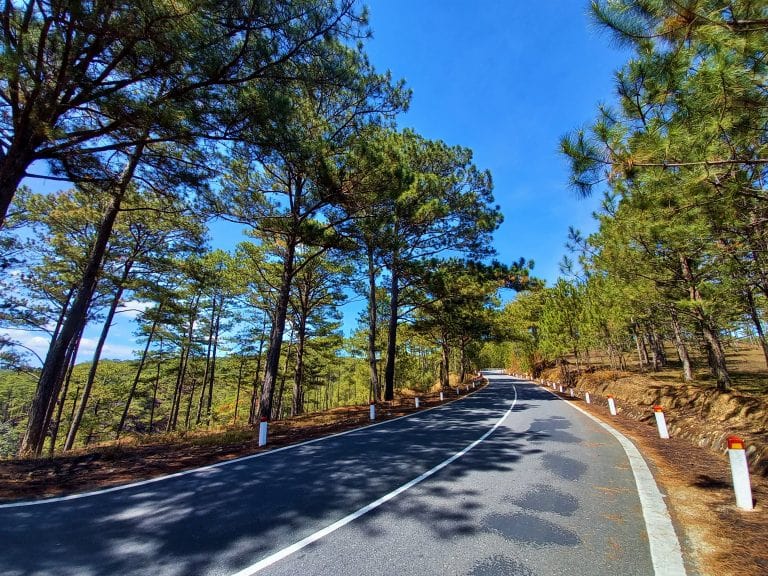 The Pine Tree Road | Motorbike Guide