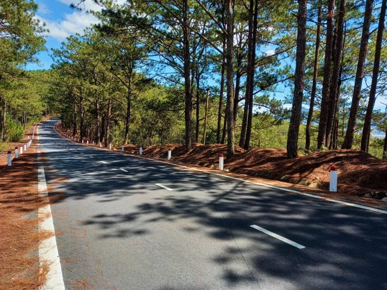 The Pine Tree Road | Motorbike Guide