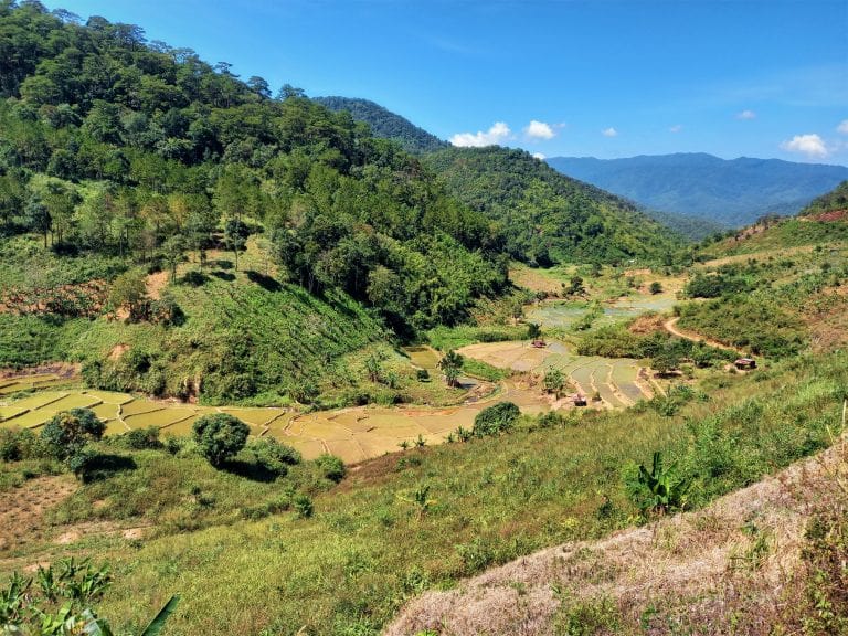 The Pine Tree Road | Motorbike Guide