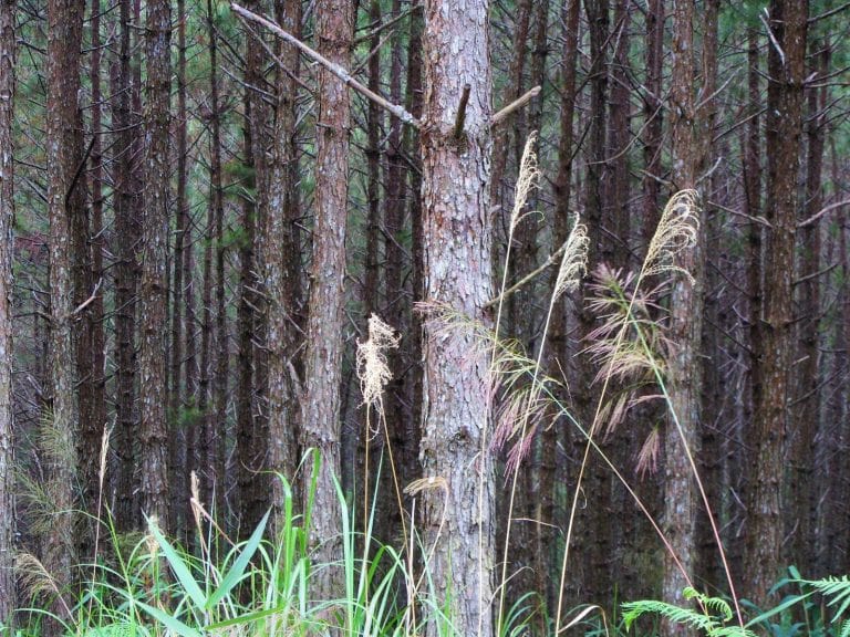 The Pine Tree Road | Motorbike Guide