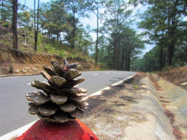 The Pine Tree Road | Motorbike Guide
