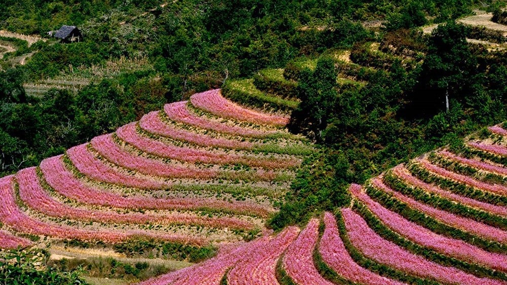 Ha Giang During Buckwheat Flower Season: A Motorbike Adventure on the Legendary Stone Route