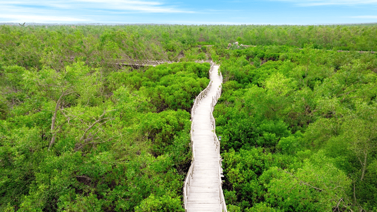 Dragon Mangrove Forest – A Green Journey in the Heart of Hai Phong